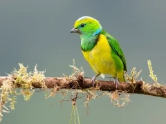 Golden-browed chlorophonia in Costa Rica.