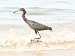 Little blue heron in Costa Rica