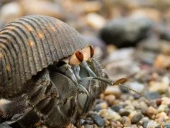 Hermit crab in Costa Rica