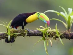 Keel-billed toucan in Costa Rica.
