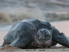 Leatherback turtle in Costa Rica