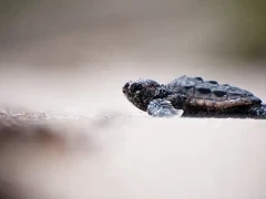 Leatherback turtle hatchling in Costa Rica