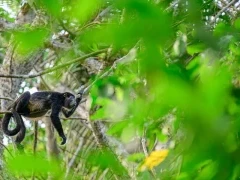 Mantled howler monkey in Costa Rica.