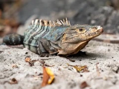 Black iguana in Costa Rica