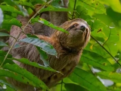Sloth in Costa Rica