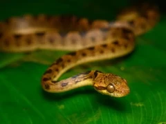 Cat-eyed snake in Costa Rica.
