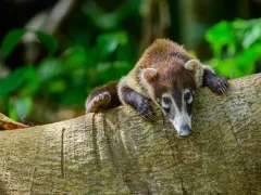 Coati in Costa Rica.