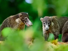 Coati in Costa Rica.