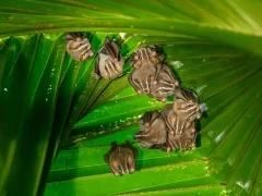 Common tent-making bats in Costa Rica.