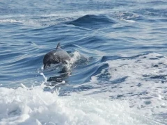 Dolphin in Costa Rica
