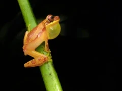 Hourless tree frog in Costa Rica.