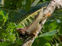 Iguana in Costa Rica.