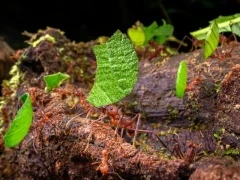 Leaf-cutter ants in Costa Rica.