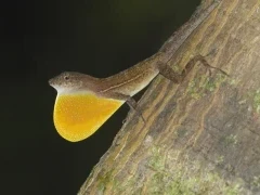 Many-scaled anole in Costa Rica