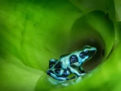 Poison arrow dart frog in Costa Rica.