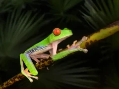 Red-eyed tree frog in Costa Rica.