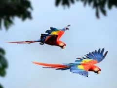 Scarlet macaw in Costa Rica.