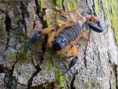 Scorpion in Costa Rica.