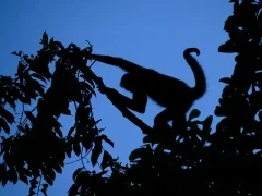Spider monkey in Costa Rica.