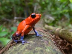 Strawberry poison dart frog in Costa Rica.