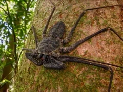 Tailless whip scorpion in Costa Rica.