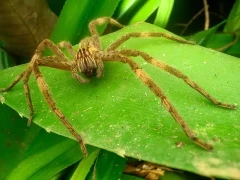 Wandering spider in Costa Rica.