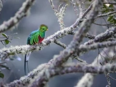 Resplendent quetzal in Costa Rica.