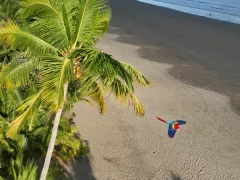 Scarlet macaw in Costa Rica