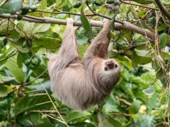 Hoffman's two-toed sloth in Costa Rica.