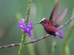 Snowcap hummingbird in Costa Rica