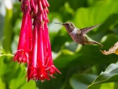 Hummingbird in Turrialba, Costa Rica