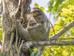 Two-toed sloth in Costa Rica