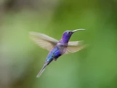 Violet sabrewing in Costa Rica.