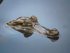 Black caiman in the Ecuadorian Amazon