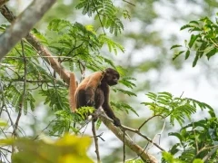 Capuchin in the Ecuadorian Amazon