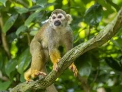 Common squirrel monkey in the Ecuadorian Amazon