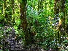 Jungle in the Ecuadorian Amazon