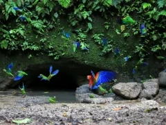 Macaws at a parrot clay lick in the Ecuadorian Amazon