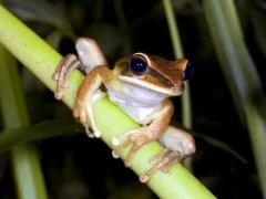 Sharp-nosed tree frog in the Ecuadorian Amazon