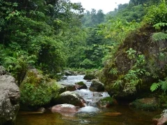 Stream in the Ecuadorian Amazon