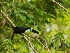 White-throated toucan in the Ecuadorian Amazon