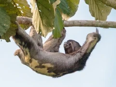 Brown-throated three-toed sloth in Ecuador.