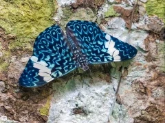 Canopy butterfly in Ecuador.