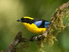 Blue-winged mountain tanager in the Choco Cloud Forest, Ecuador
