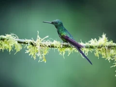 Empress brilliant hummingbird in the Choco Cloud Forest, Ecuador