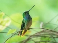 Hummingbird in the Choco Cloud Forest, Ecuador