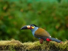 Plate-billed toucan in the Choco Cloud Forest, Ecuador