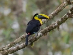 Choco toucan in the Choco Cloud Forest, Ecuador