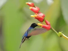 Velvet purple coronet in the Choco Cloud Forest, Ecuador