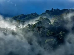Choco Cloud Forest in Ecuador